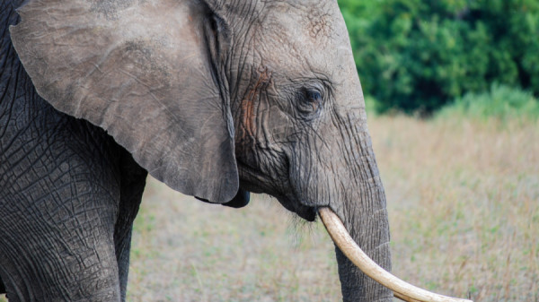 Elephant close up - Botswana Safari Tours
