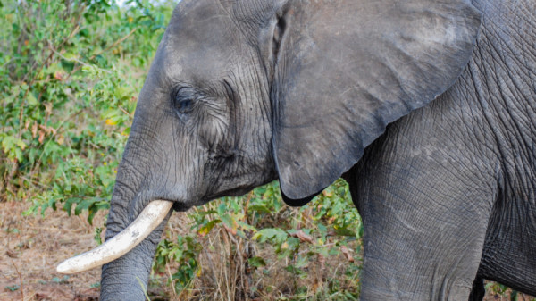 Elephant close up - Botswana Safari Tours
