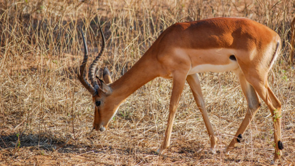Impala - Botswana Safari Tours
