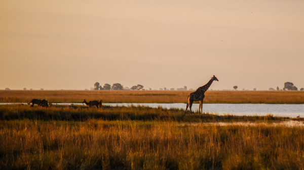 Giraffe in the grasslands - Botswana Safari Tours