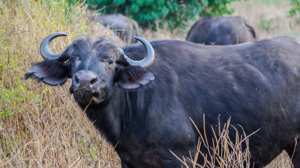 African Buffalo - Botswana Safari Tours