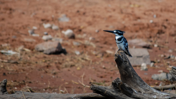Pied Kingfisher - Botswana Safari Tours