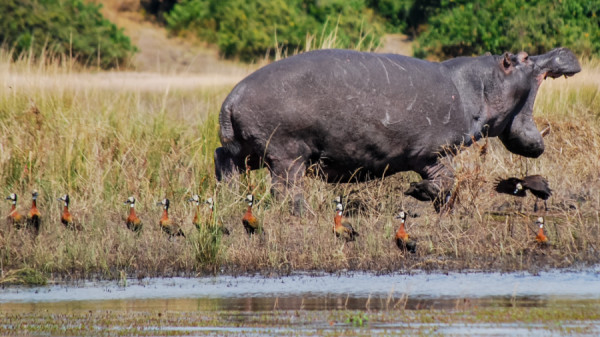 Hippopotamus - Botswana Safari Tours