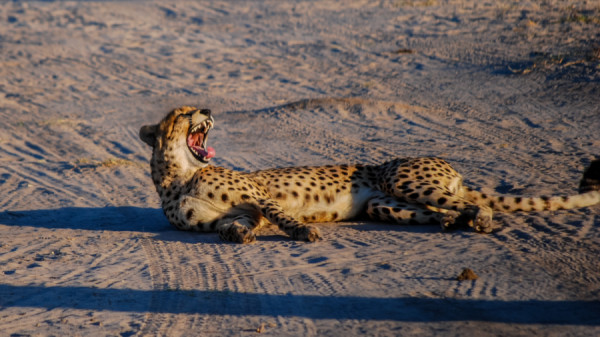 Yawning Sheetah - Botswana Safari Tours
