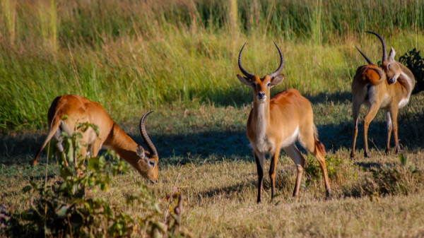 Lechwes - Botswana Safari Tours