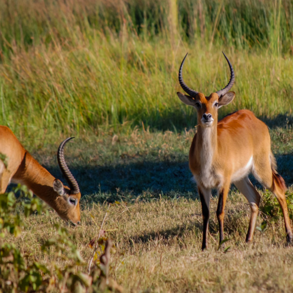 Lechwes - Botswana Safari Tours